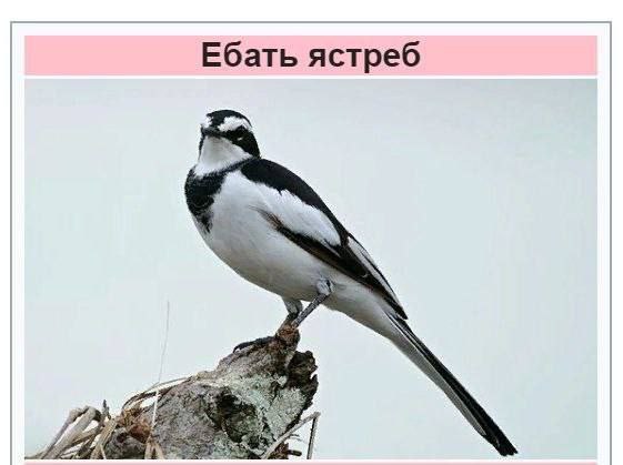 Ебать ястреб