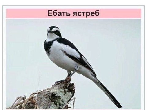 Ебать ястреб