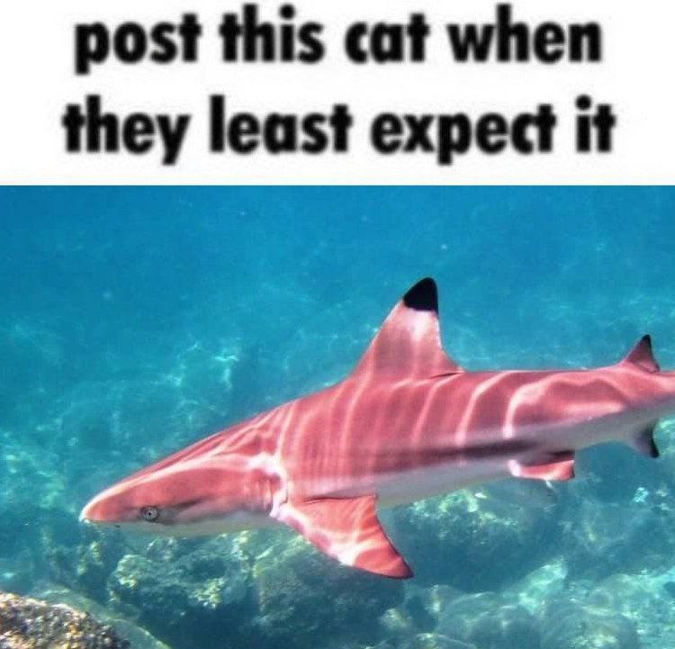post this cat when they least expect it
