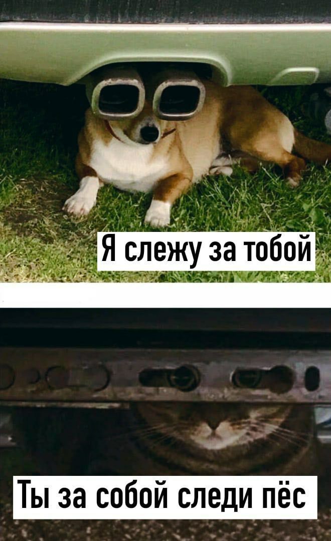 4 A слежу за ТЫ за собой следи пёс