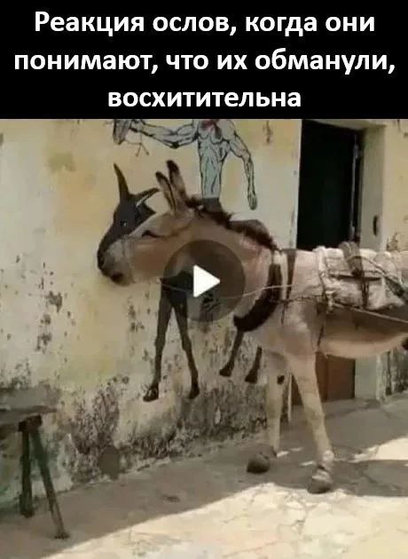 Реакция ослов, когда они понимают, что обманули, восхитительна