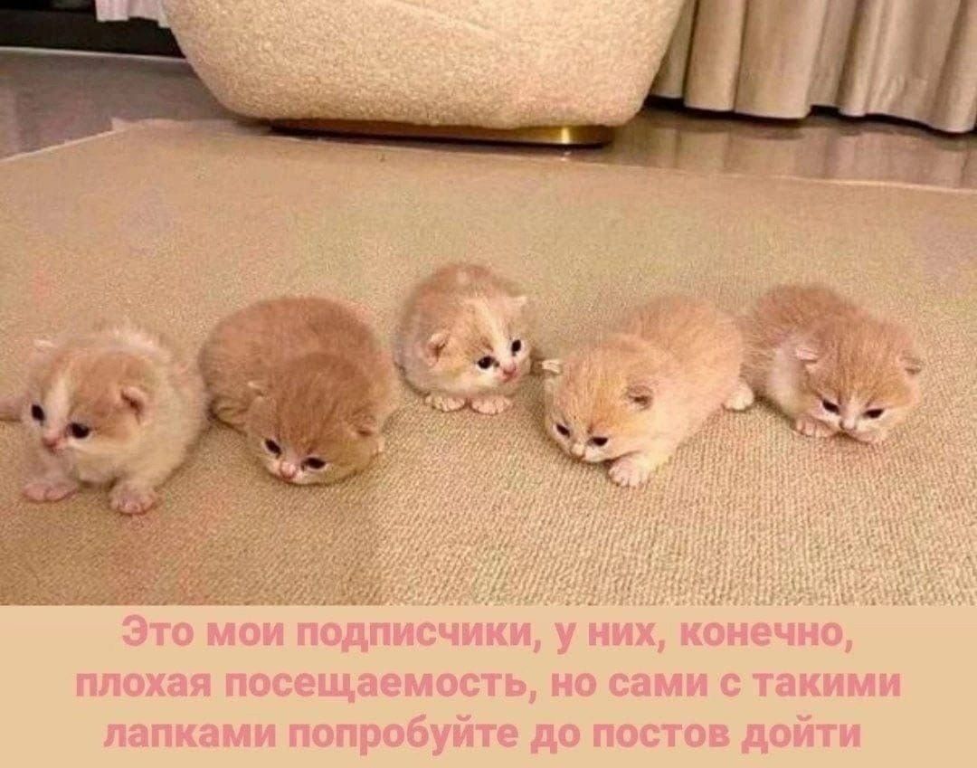 Fal 3 Это мои подписчики, у них, конечно, плохая посещаемость, но сами с такими лапками попробуйте до постов