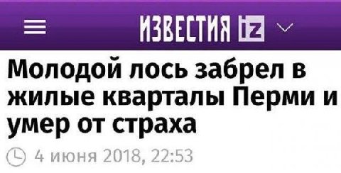 ИЗВЕСТИЯ Молодой лось забрел в жилые кварталы Перми и умер от страха