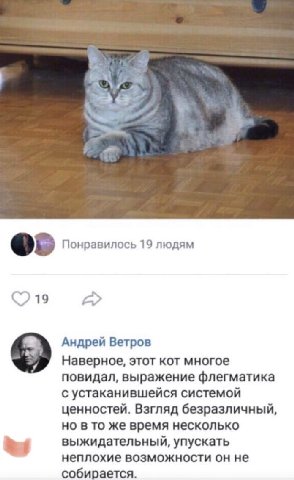 “А Понравилось 19 людям 219 Андрей Ветров Наверное, этот кот многое повидал, выражение флегматика с устаканившейся системой ценностей. Взгляд безразличный, но в то же время несколько выжидательный, уп