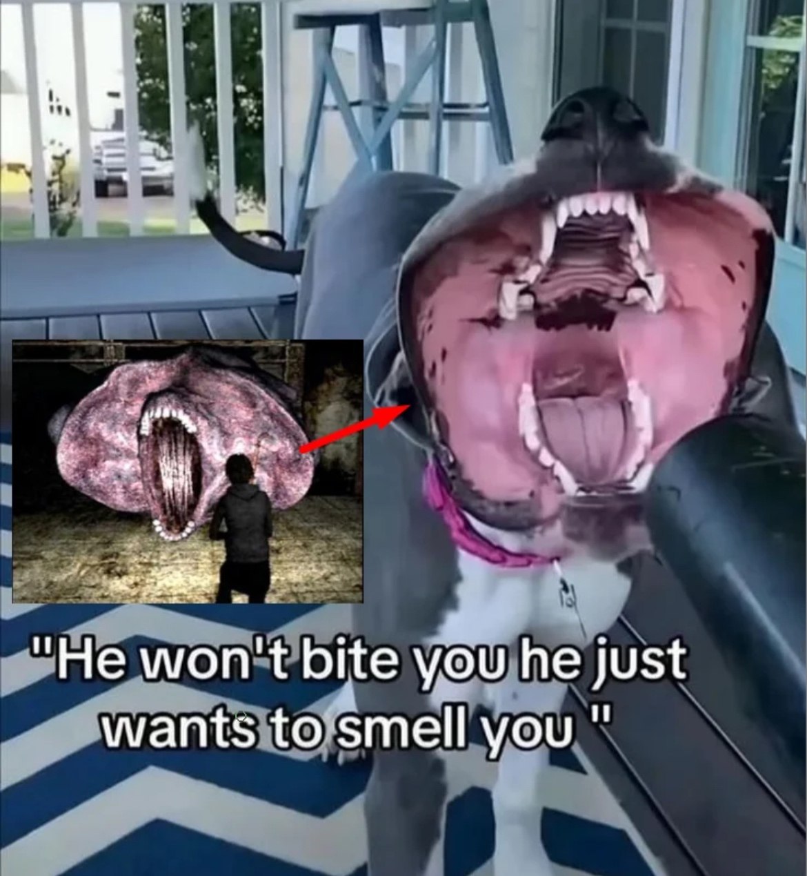“He won't bite you he just wants to smell you