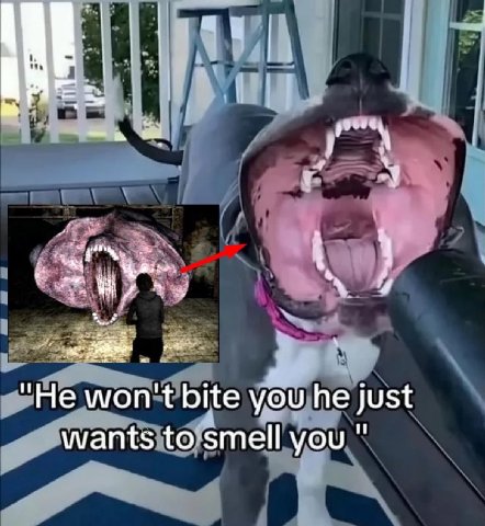 “He won't bite you he just wants to smell you