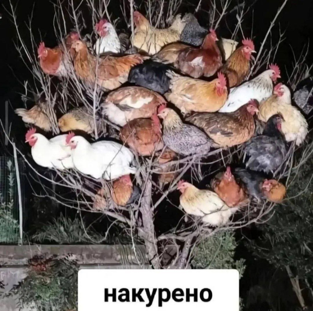 HakypeHo