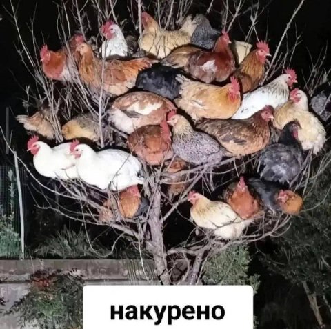 HakypeHo