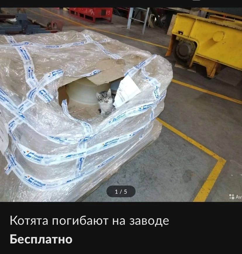 a. 4 Sho, 1/5 Котята погибают на заводе Бесплатно