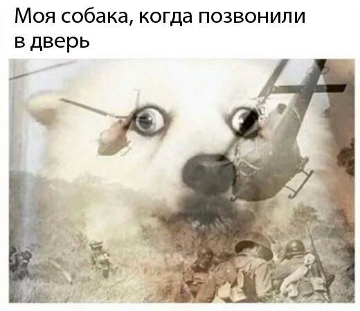 Моя собака, когда позвонили в дверь 4 he,