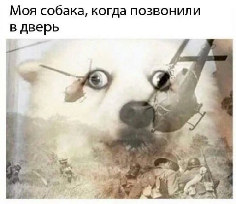 Моя собака, когда позвонили в дверь 4 he,