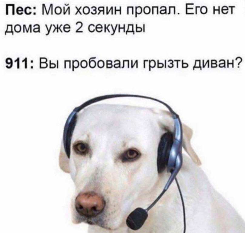 Пес: Мой хозяин пропал. Его нет дома уже 2 секунды 911: Вы пробовали грызть диван?