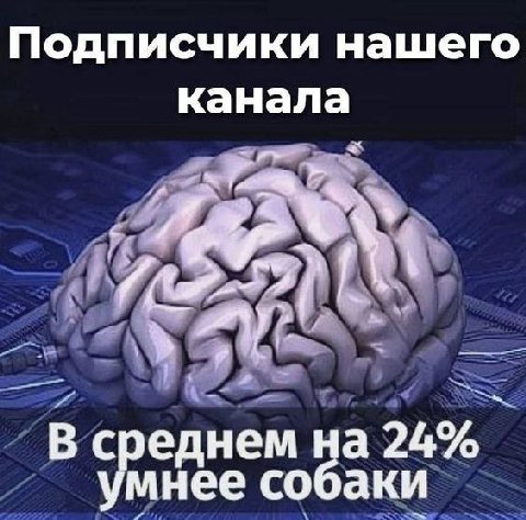 Подписчики нашего канала среднем на умнее собаки