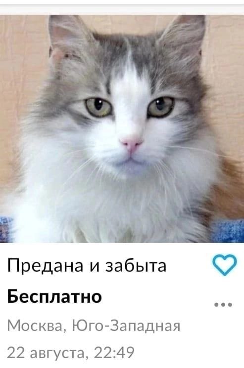 у 7 4 Предана и забыта Бесплатно Москва, Юго-Западная 22 августа, 22:49