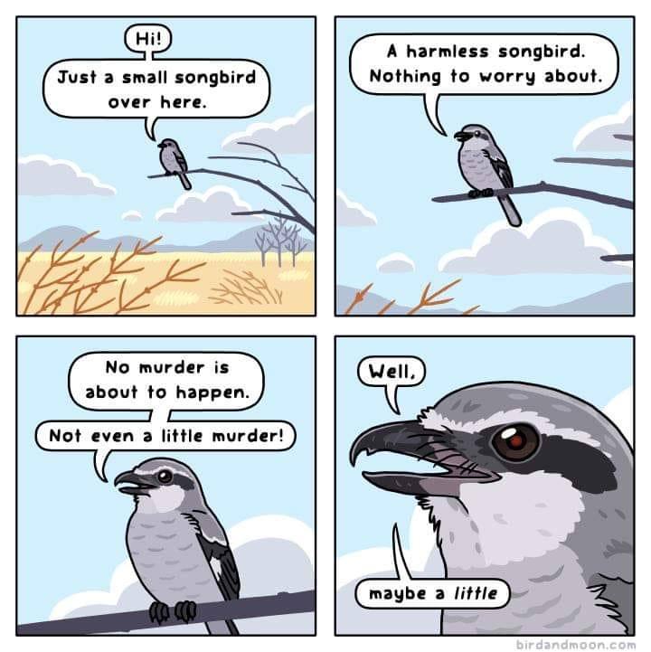 A harmless songbird. Just a small songbird Nothing to worry about. over here. б No murder is about to happen. Not even a little murder! maybe a little