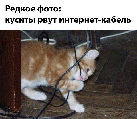 Редкое фото: куситы рвут интернет-кабель