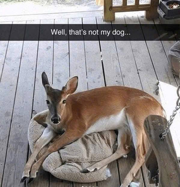 Well. that's not my dog... у 4 4 у В и“ у