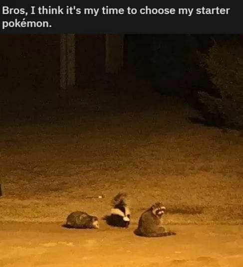 Bros, I think it's my time to choose my starter pokemon.