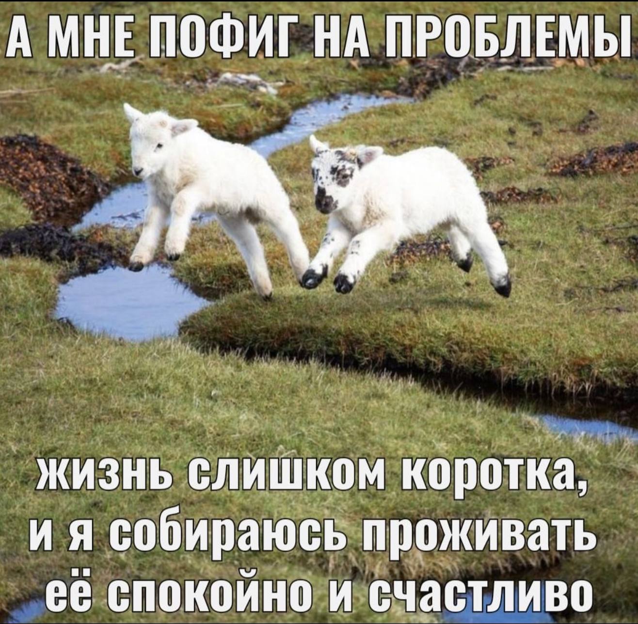 А МНЕ ПОФИГ НА ПРОБЛЕМЫ жизнь слишком коротка, собираюсь проживать ее спокойно и счастливо