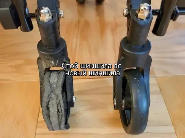 Стой шиншила новый шиншила