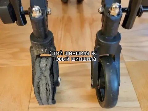 Стой шиншила новый шиншила