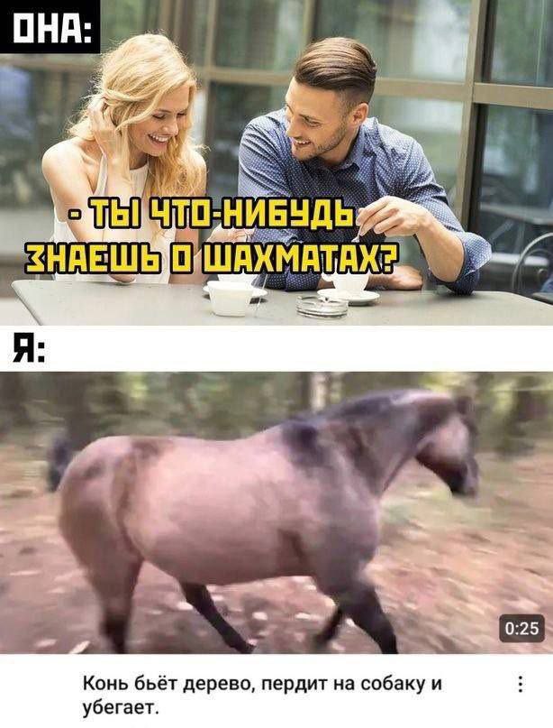 ШАХМАТАХЕ Я: 0:25 Конь бьёт дерево, пердит на собаку и убегает.