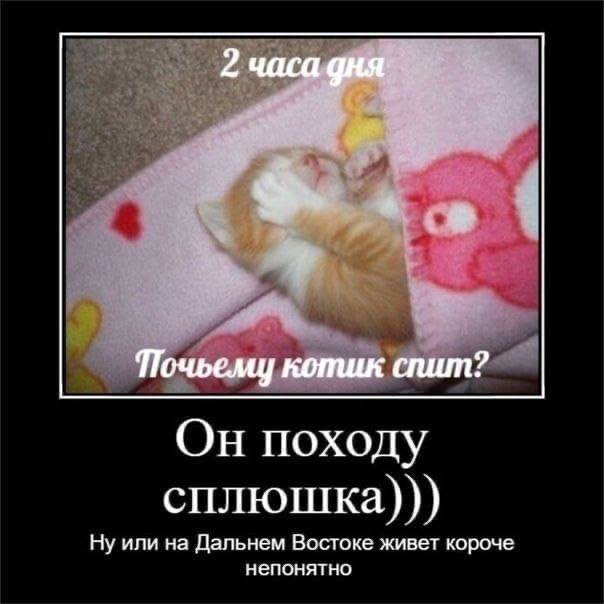 2 часа дня Почьему котик спит? Он походу сплюшка))) Ну или на Дальнем Востоке живет короче непонятно