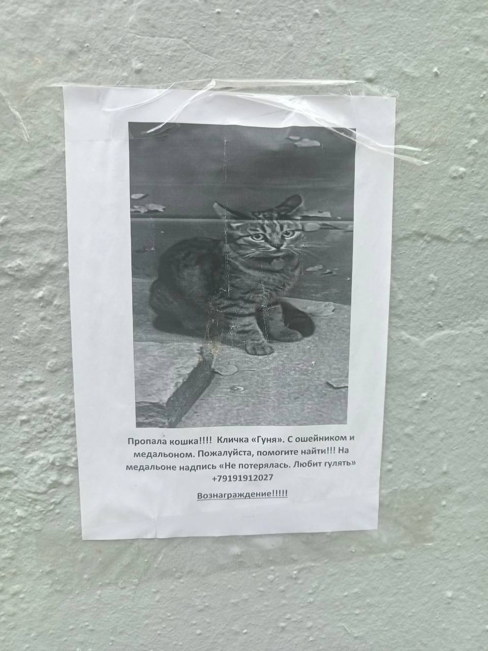 3 Пропала кошка!!!! Кличка «Гуня». С ошейником и медальоном. Пожалуйста, помогите найти!!! На медальоне надпись «Не потерялась. Любит гулять» +79191912027