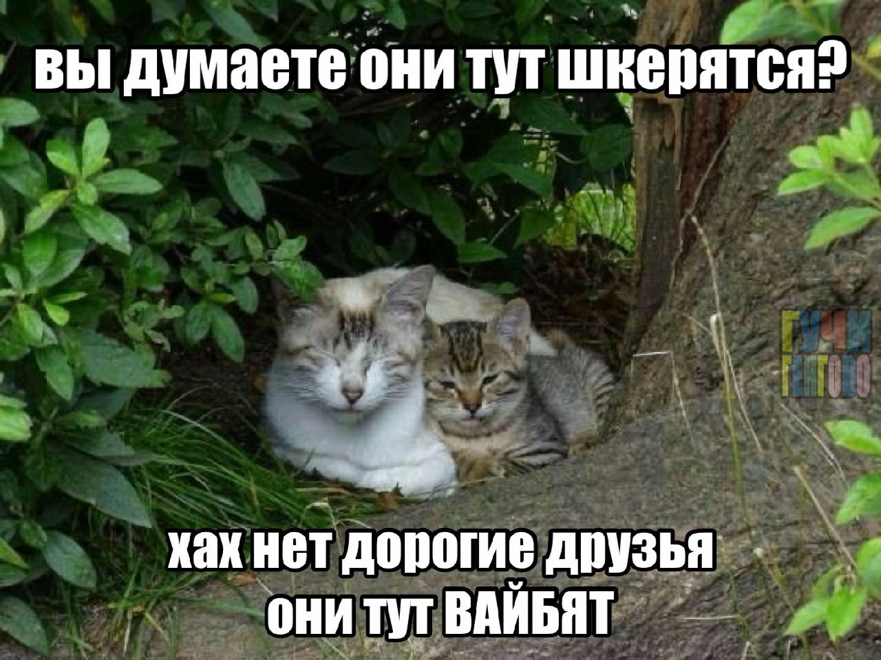 вы думаете они тут шкерятся? a 4-8 хах нет дорогие друзья они тут ВАЙБЯТ