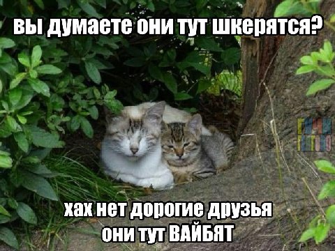 вы думаете они тут шкерятся? a 4-8 хах нет дорогие друзья они тут ВАЙБЯТ
