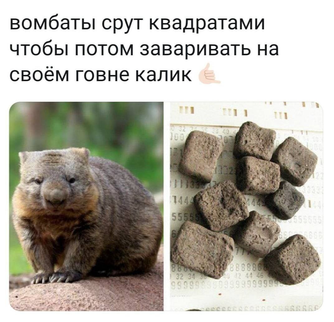 вомбаты срут квадратами чтобы потом заваривать на своём говне калик 11 i