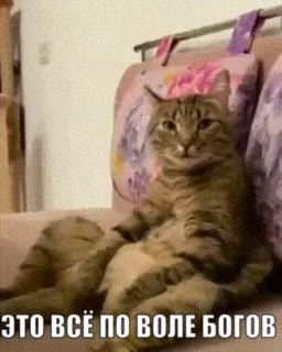 ЭТО, ВСЕ ПО ВОЛЕ БОГОВ ЭТО ВСЕПО BONE БОГОВ