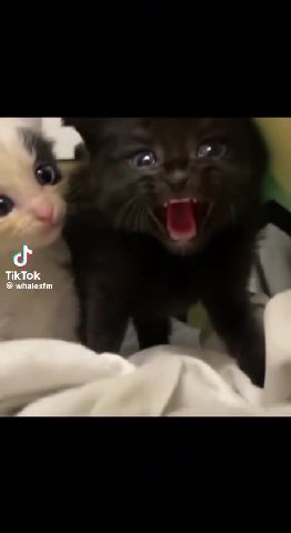 TikTok whalesfm