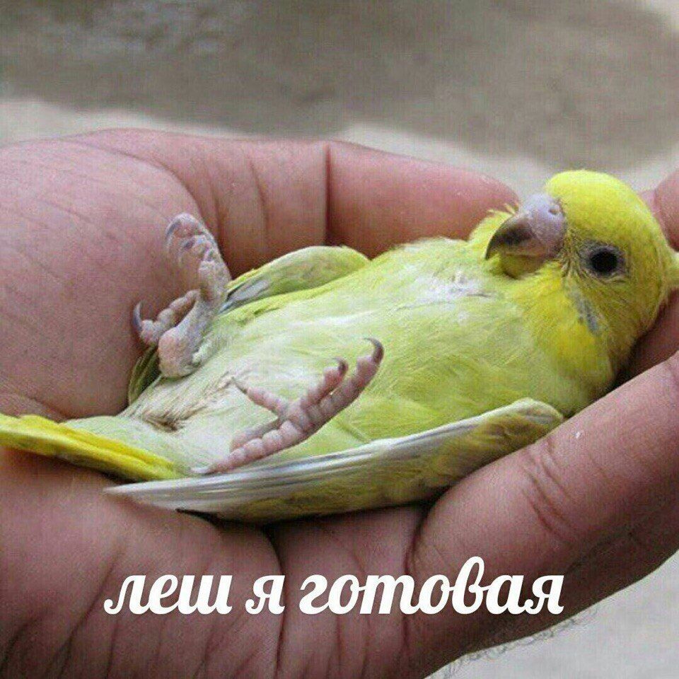 я готовая