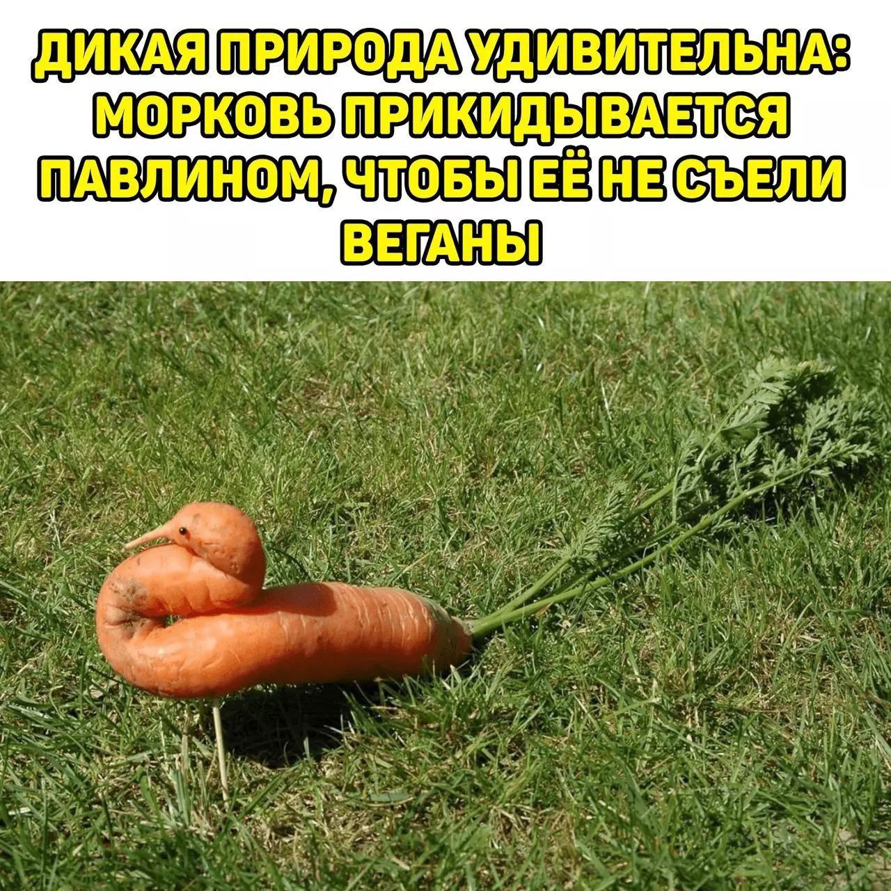 ДИКАЯ РКОВЫПРИКИДЬ Я ОМУЧТОБЫЕЕНЕСЪЕЛИ Piet oie Wry 1 А к [2 a