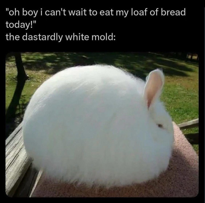 boy i can't wait to eat my loaf of bread today!" the dastardly white mold: Мы у