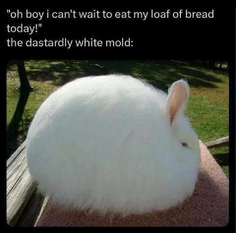boy i can't wait to eat my loaf of bread today!" the dastardly white mold: Мы у