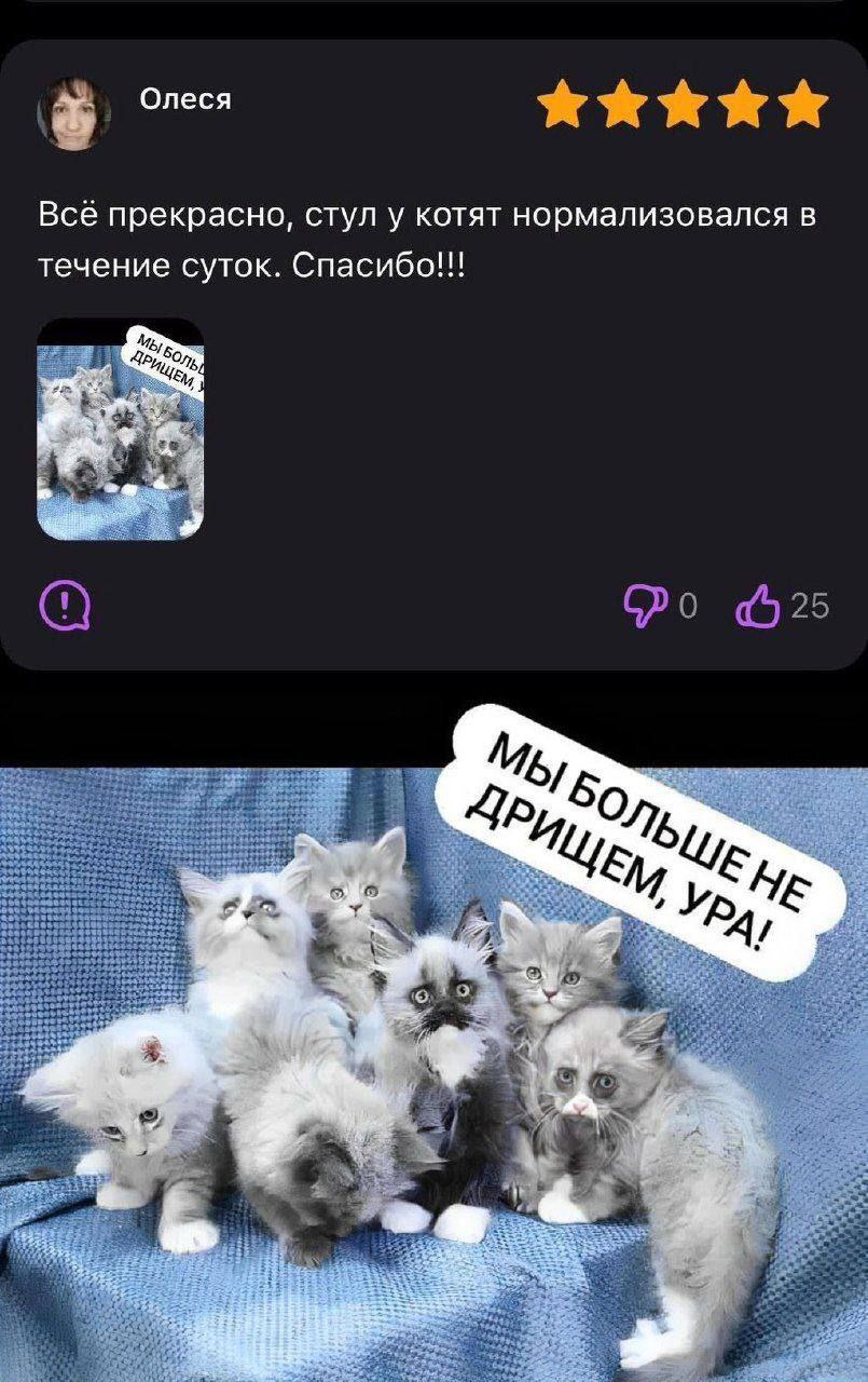 Олеся Все прекрасно, стул у котят нормализовался в течение суток. Спасибо!!!