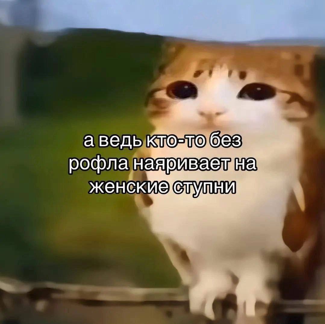 и я буду защищать вас до последней крови если придется