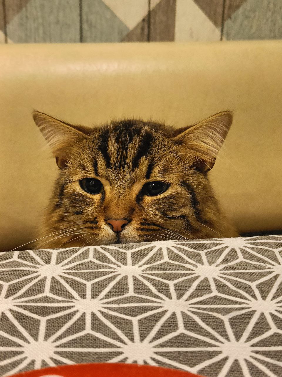 Оцените кота