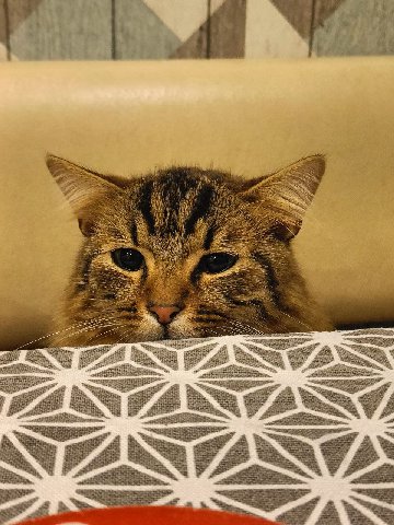 Оцените кота