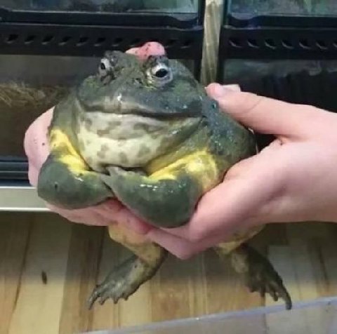 It's wednesday, my dudes