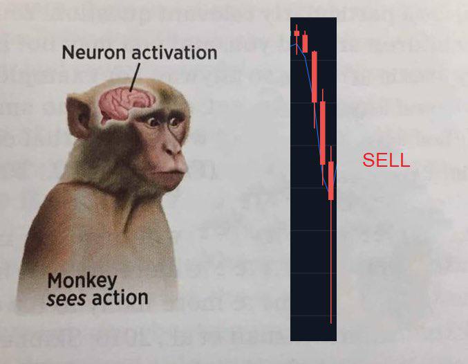 Neuron activation SELL sees
