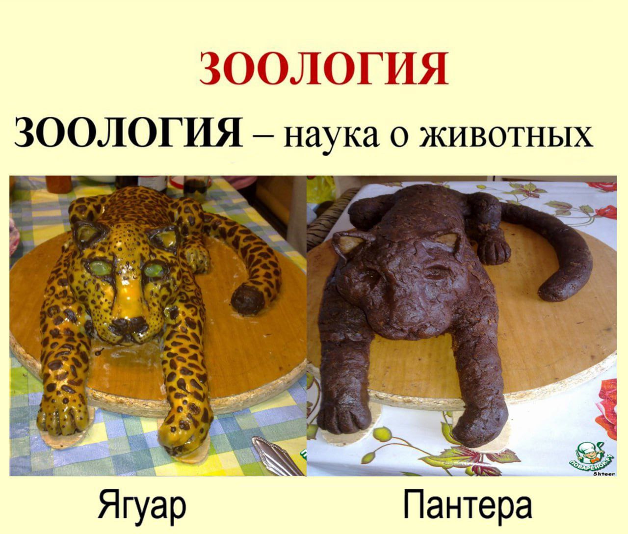ЗООЛОГИЯ ЗООЛОГИЯ наука о животных Ягуар Пантера