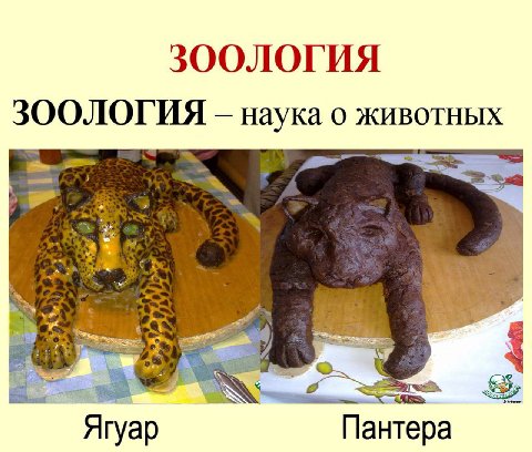 ЗООЛОГИЯ ЗООЛОГИЯ наука о животных Ягуар Пантера