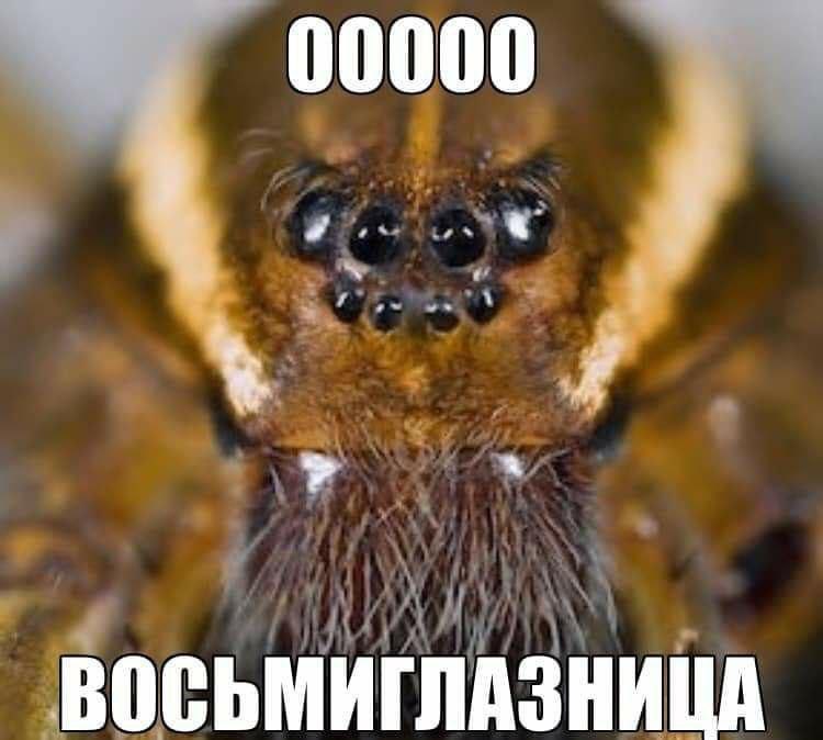 00000 a ВОСЪМИГЛАЗНИЦА