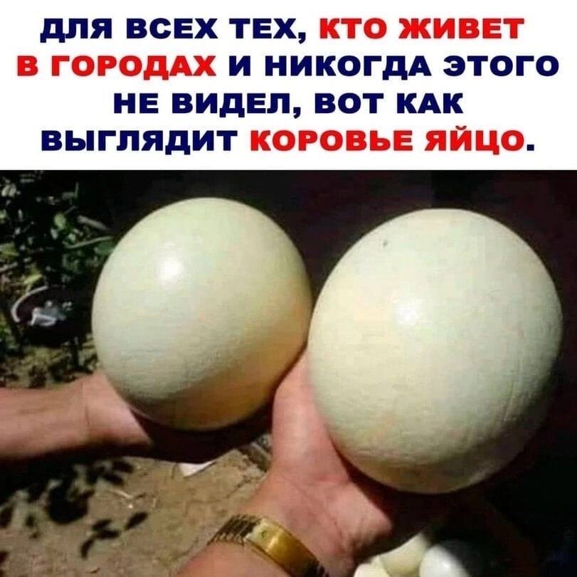 ДЛЯ ВСЕХ ТЕХ, КТО ЖИВЕТ В ГОРОДАХ И НИКОГДА ЭТОГО НЕ ВИДЕЛ, ВОТ КАК ВЫГЛЯДИТ КОРОВЬЕ ЯЙЦО.