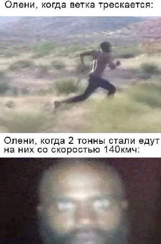 Олени, когда ветка трескается: Олени, когда 2 тонны стали едут на них скоростью 140кмч: