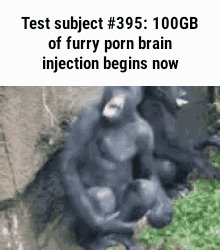 Test subject #395: of furry porn brain injection begins now is