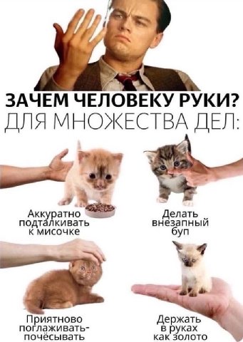 ЗАЧЕМ ЧЕЛОВЕКУ РУКИ? ДЛЯ МНОЖЕСТВА ДЕЛ: Делать подталкивать внезапный к мисочке буп a поглаживать- в руках почёсывать как золото